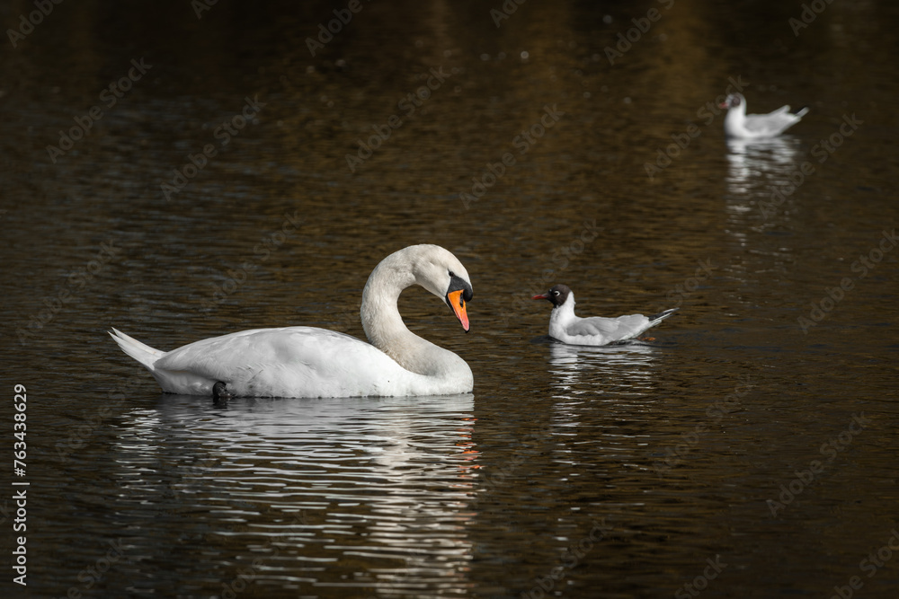 Obraz premium An adult mute swan ( Cygnus olor) and black-headed gulls (Larus ridibundus) swimming on the water of the lake