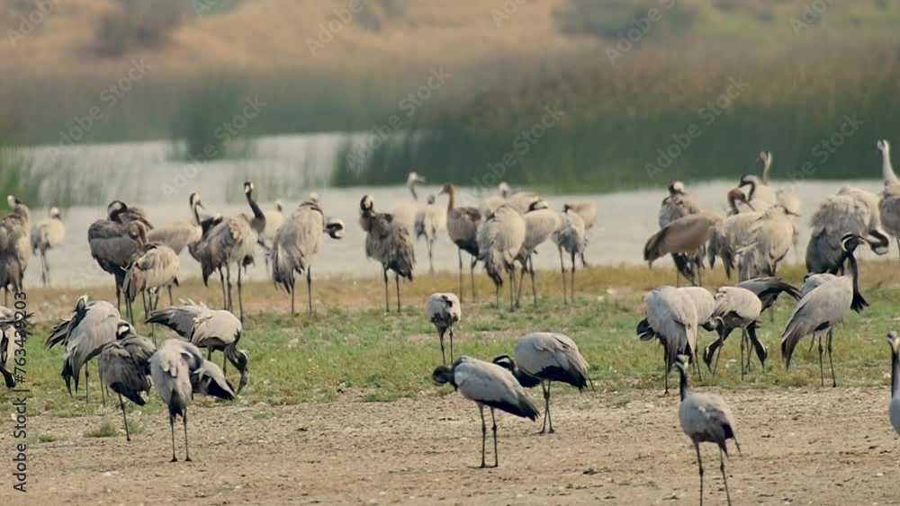 Migrated in winter season Demoiselle Crane near water land Migrated in winter season Demoiselle Crane near water land