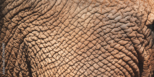 Explore the Majestic Texture of Elephant Skin: A Detailed Examination of Wrinkles, Roughness, and Unique Patterns