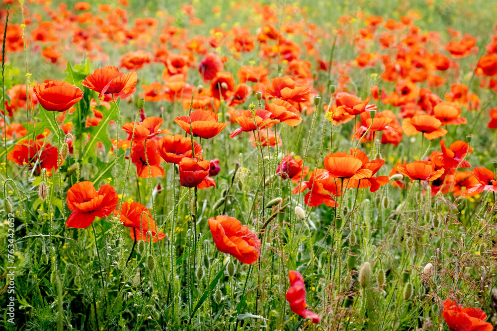 Red poppies in the field