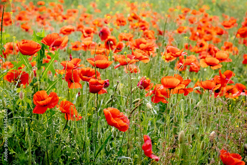 Red poppies in the field