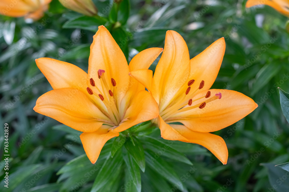 Orange lilies in a flower garden close-up Orange lilies in a flower garden close-up