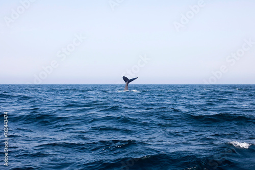 Whale tail peaking out in the middle of the blue ocean.