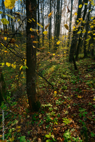 autumn forest in the sunny evening