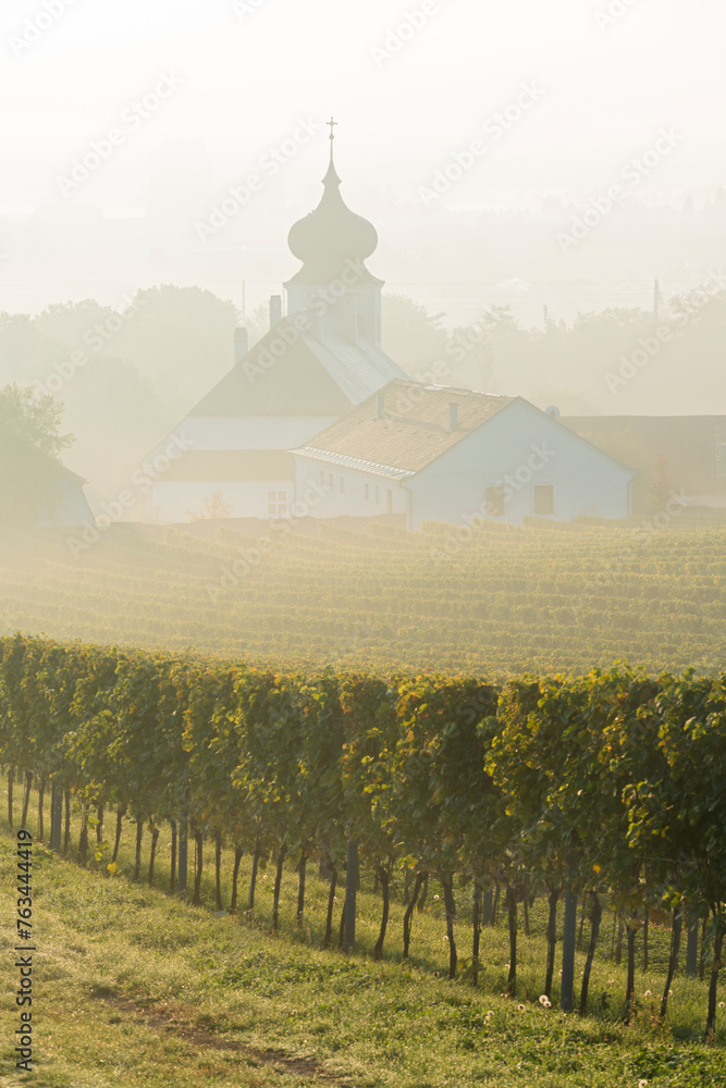 Φωτογραφία Weinberge, Freigut Thallern, Gumpoldskirchen, Thermenregion, Niederösterreich, Ö