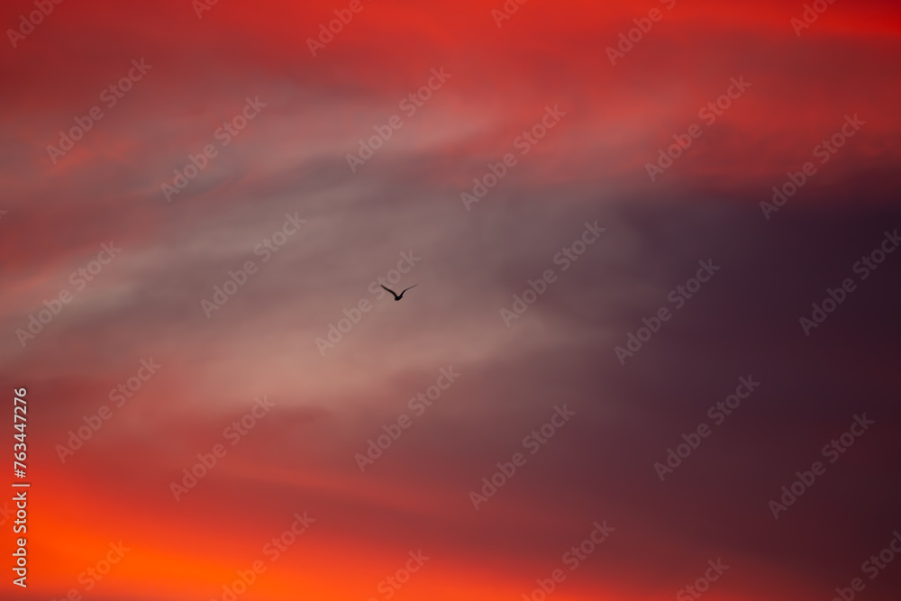 Sunset and Bird