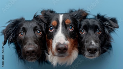 Studio portrait of dogs looking up on blue background