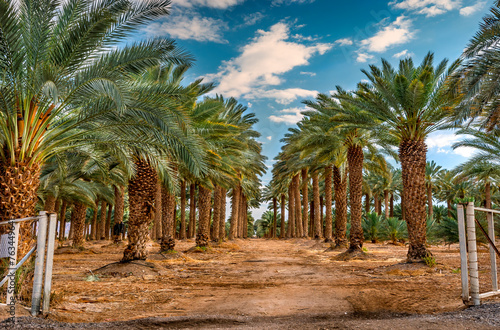 Plantation of date palms for healthy food production. Date palm is iconic ancient plant and famous food crop in the Middle East and North Africa  it has been cultivated for 5000 years