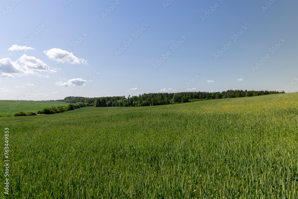 a field with green unripe cereals in summer a field with green unripe cereals in summer