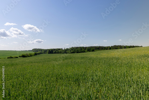 a field with green unripe cereals in summer