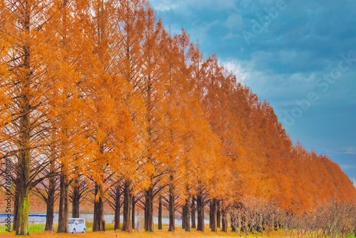 滋賀県 マキノ 紅葉 メタセコイア並木
 photo