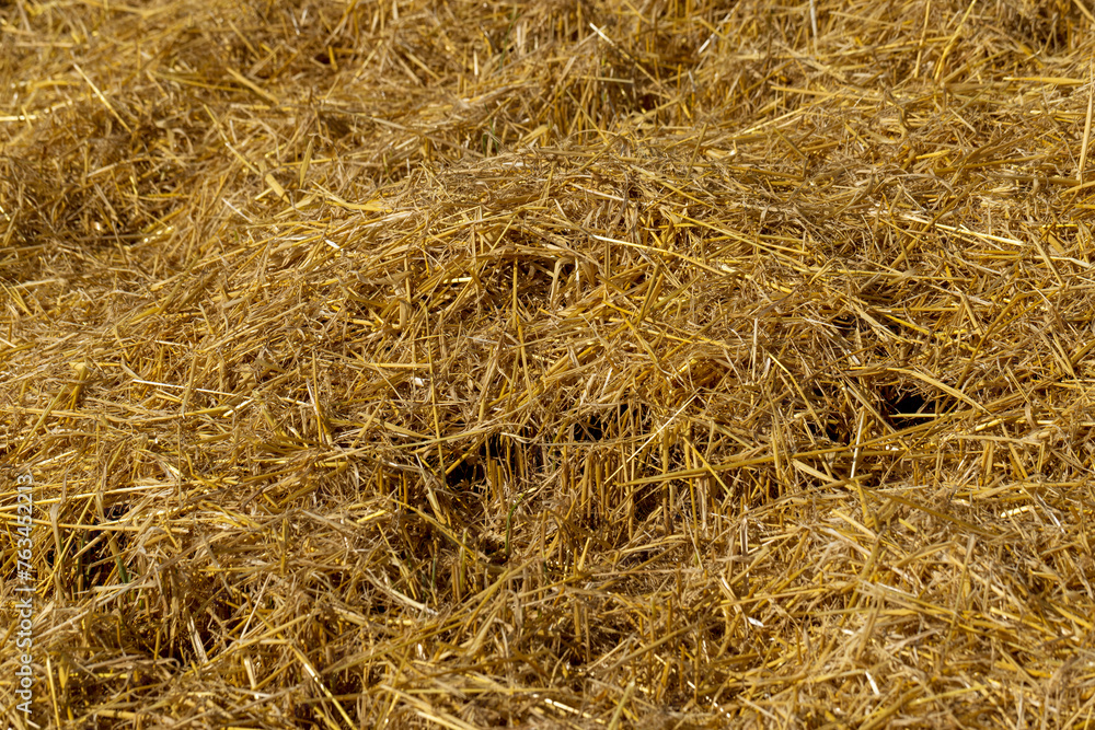 Yellow-golden straw in the field after harvesting Yellow-golden straw in the field after harvesting