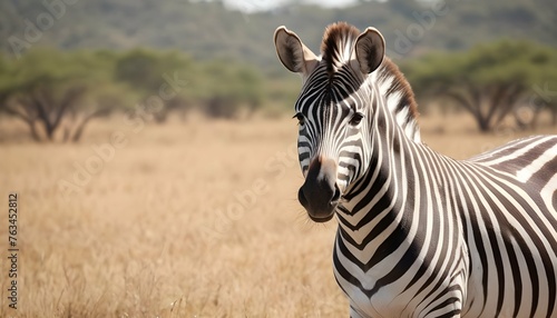 A Zebra In A Safari Experience Upscaled 23 photo