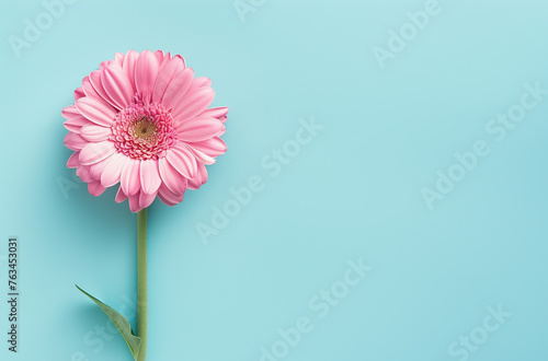 single pink gerbera daisy on a light blue background, a floral concept for Mother's Day