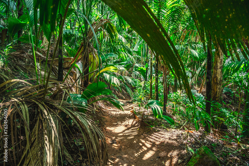 Dirt path in a tropical jungle