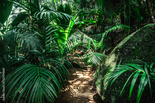 Path in the jungle surrounded by thick vegetation