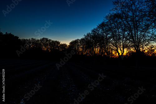 sunset in the forest, sunset in the woods, tree in the dark, sky, blue hour, tree, dark, light