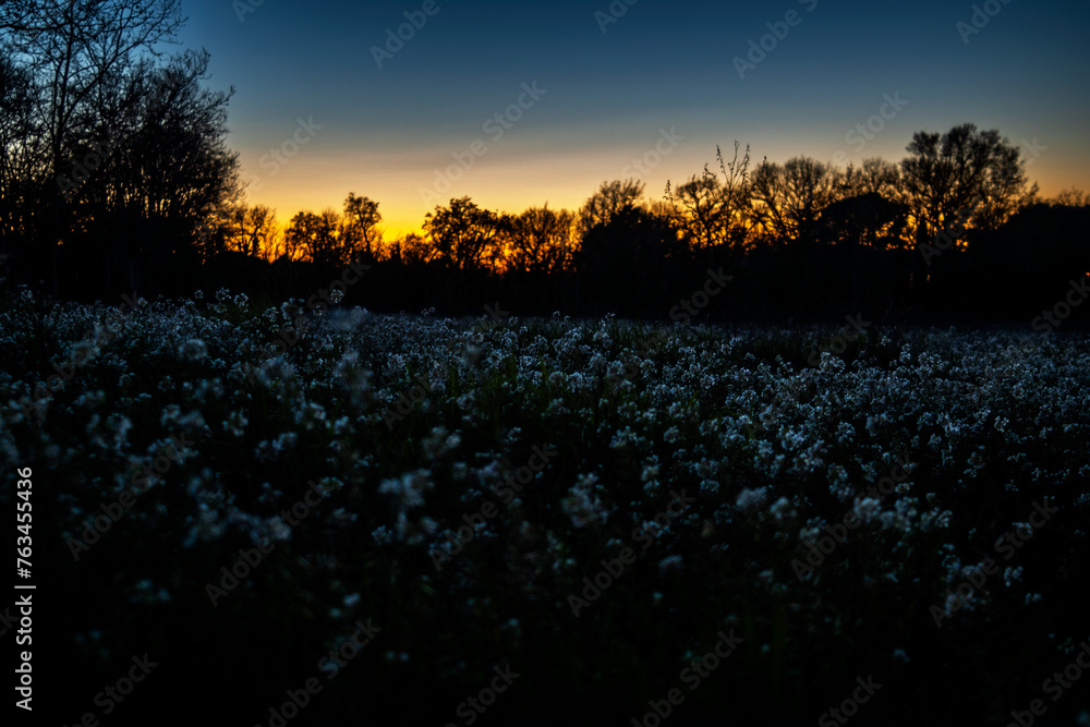 sunset over the field, sunset in the woods, tree in the dark, sky, blue hour, tree, dark, light