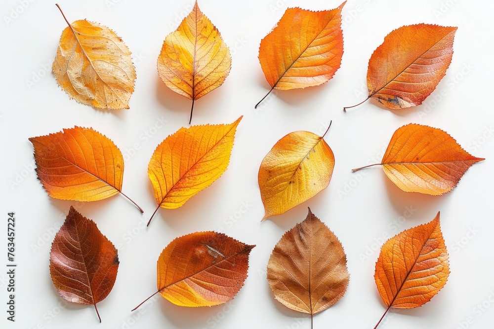 Obraz premium Dry yellow and orange leaves on white background, top view