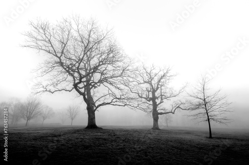 trees in fog