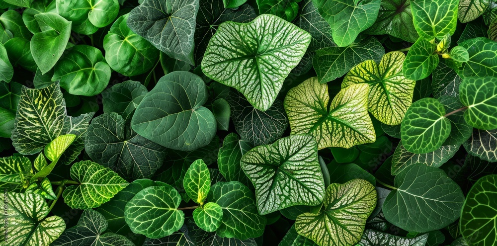 Detailed view of a green plant featuring vibrant leaves in a close-up shot