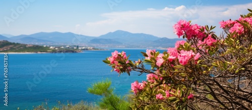 Tree with blossoming flowers by ocean and mountains