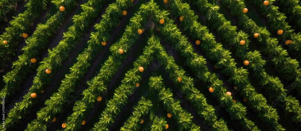 Fototapeta premium Aerial view of orange field with trees in background