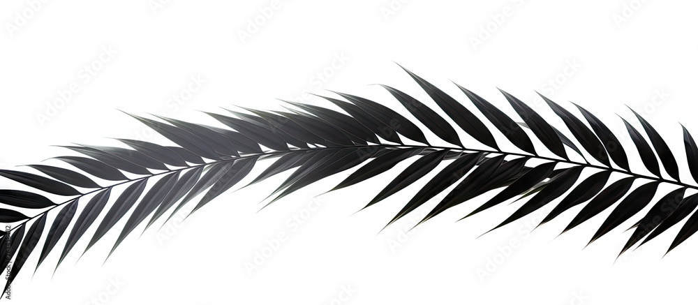 Obraz premium Close-up of palm leaf on white backdrop