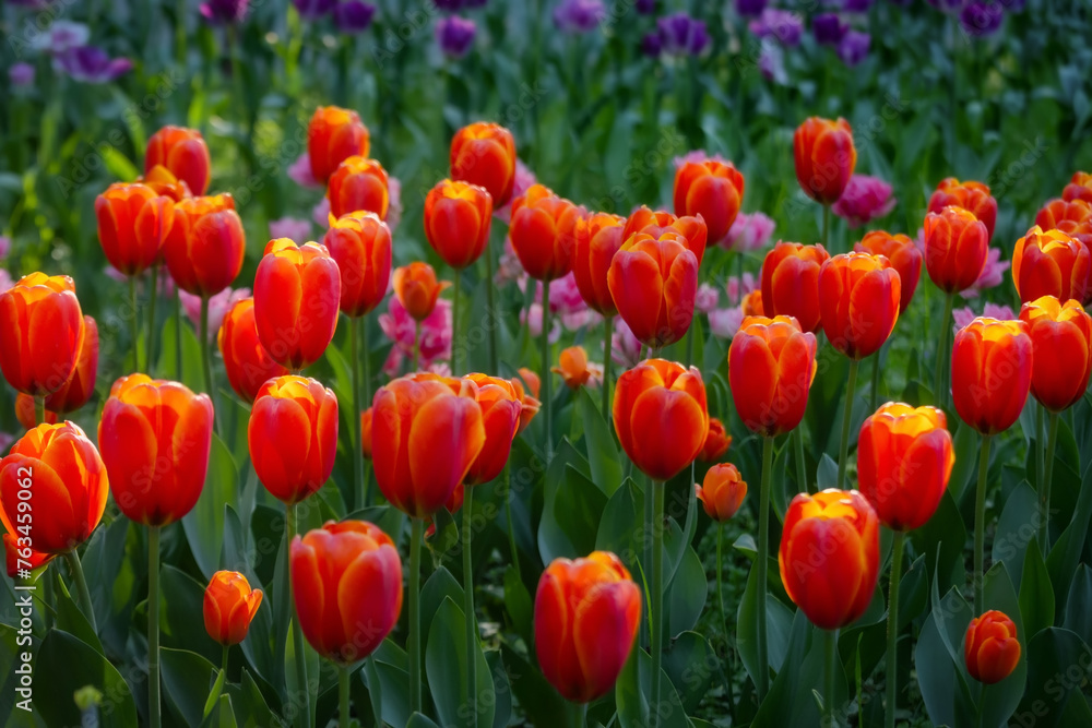 Background of tulips. Background of flowers. Orange tulips. Soft focus Background of tulips. Background of flowers. Orange tulips. Soft focus