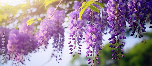 Purple Blossoms Dangle from Tree in Sunlight