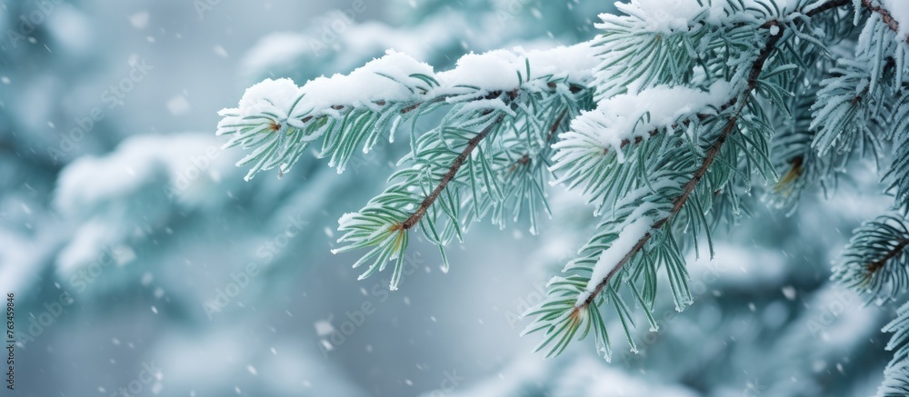 A snow-covered pine tree branch