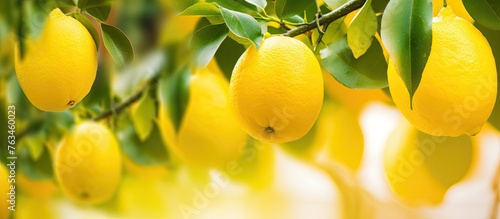 Many lemons hanging from sunlit tree