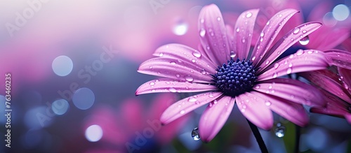 Purple flowers covered in water drops in a garden