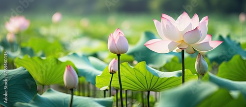 Lotus flower amidst lush greenery