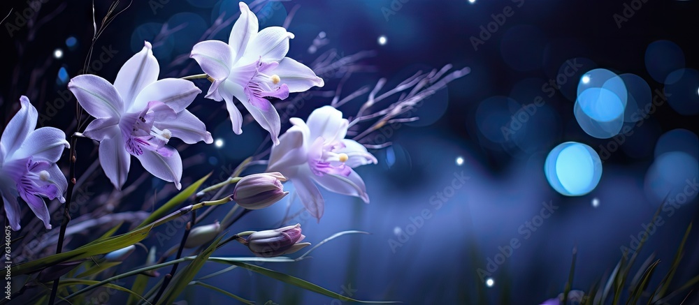 Purple flowers and blue lights with moon orchid in blur background Purple flowers and blue lights with moon orchid in blur background