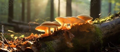 Mushrooms growing on a log in the forest with sunlight filtering through the trees photo