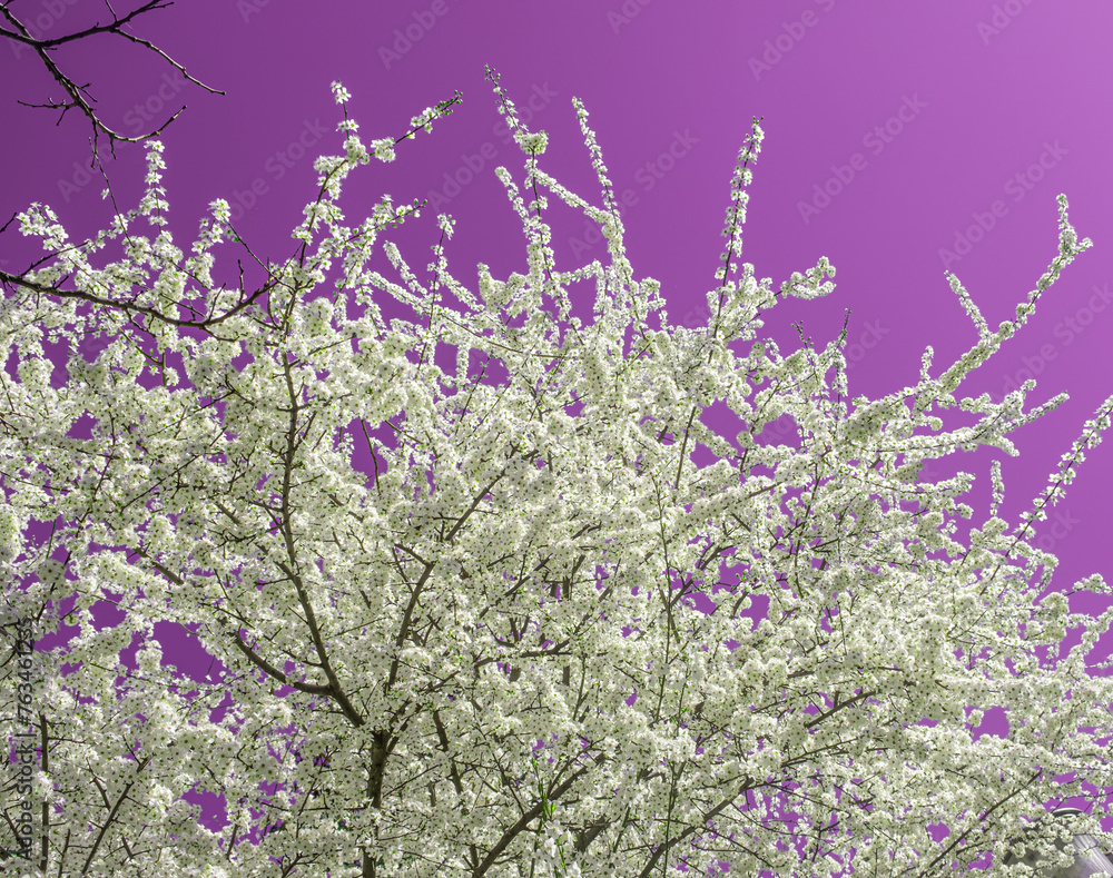 Spring with Blooming flowers on tree branches with purple background