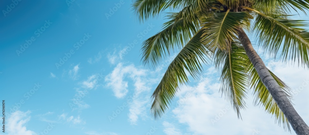 A palm tree by the beach under clear blue skies