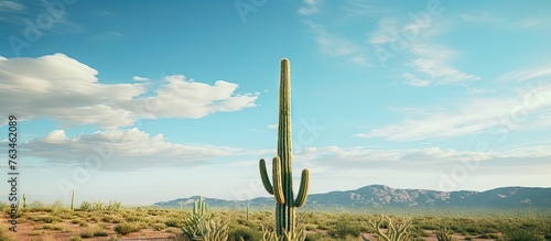 Tall cactus plant in desert landscape