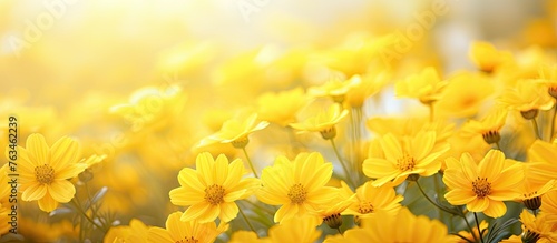Yellow flowers field under bright sun