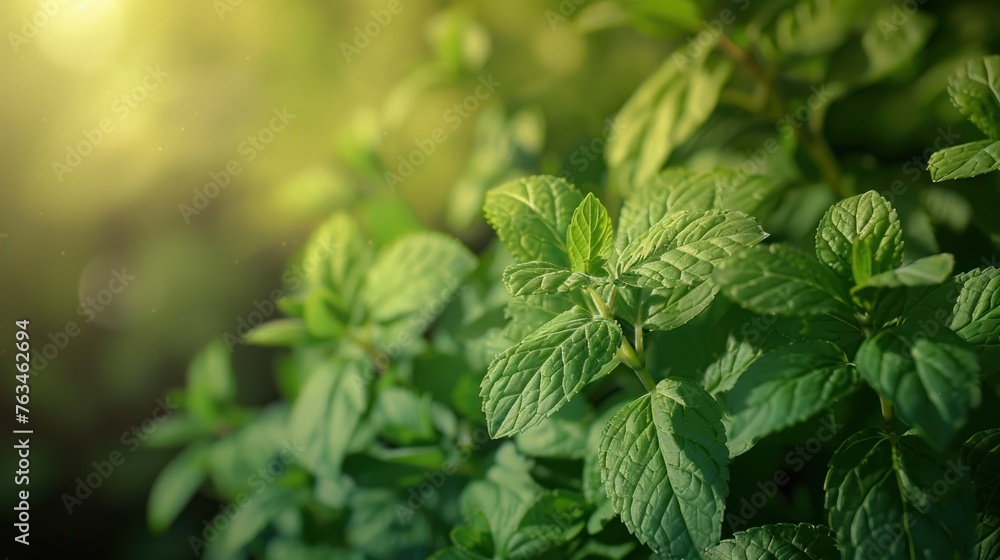 Green Mint Plant Growing Background In the backyard Green Mint Plant Growing Background In the backyard