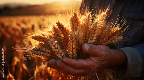 The hands of a farmer close up pour a handful of wheat grains photo