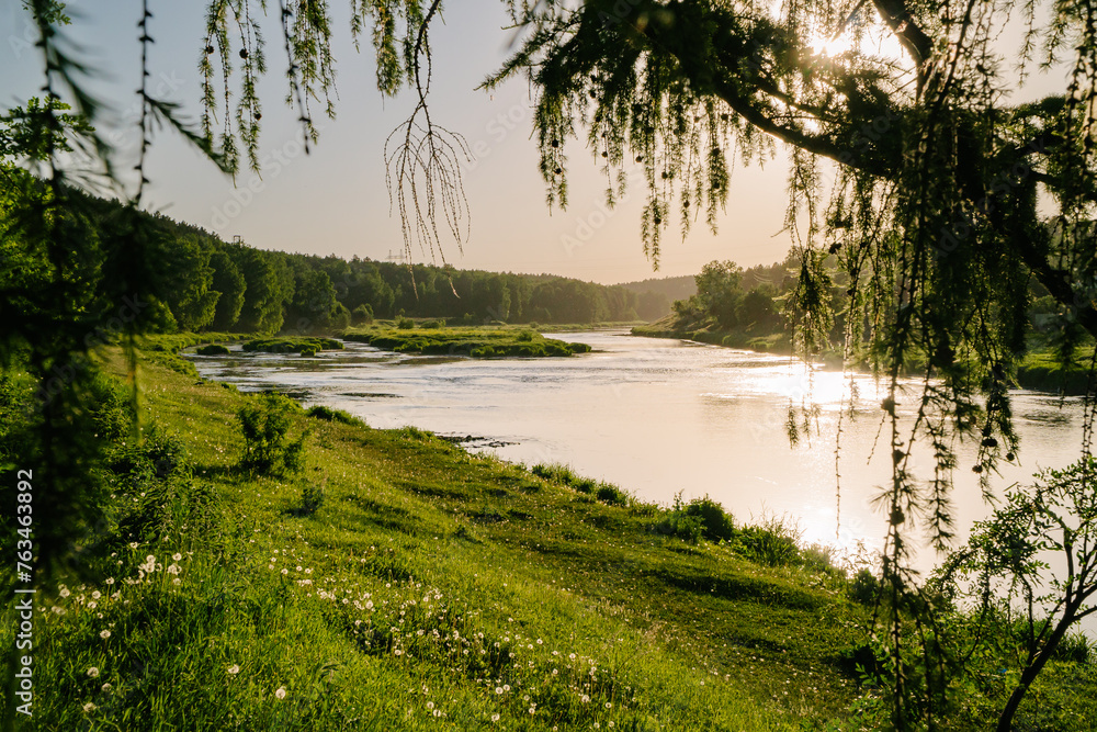 Sun-Kissed Riverbank Embraced by Green Branches