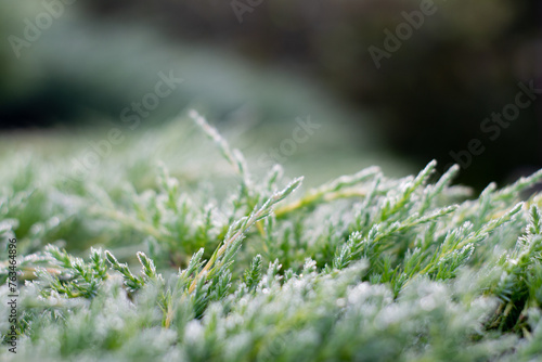 moss on the grass © Leeto