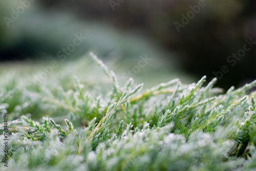 moss on the grass