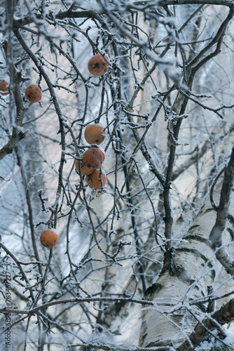 apples and branches covered with rime