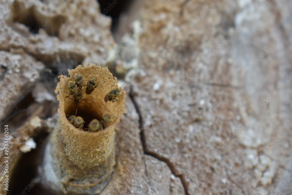 Entrada al nido de Melipona, abejas nativas sin aguijón Entrada al nido de Melipona, abejas nativas sin aguijón