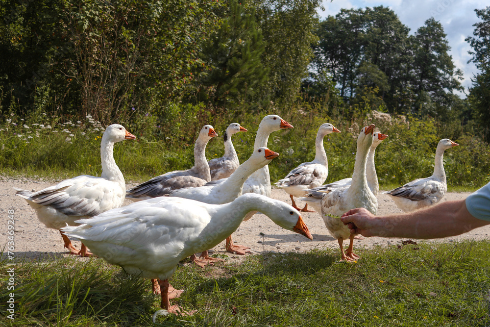 Obraz premium Man with vitiligo feeds white geese and socializes with them in countryside. Close-up of hand. Communicating with animals
