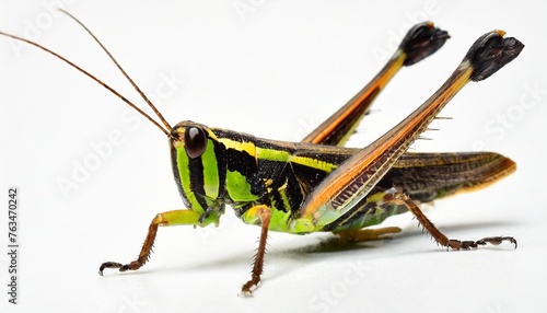 grasshopper isolated on background cutout