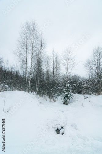 snow covered trees in forest